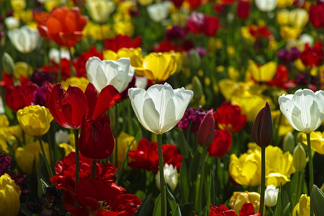 barevné tulipány