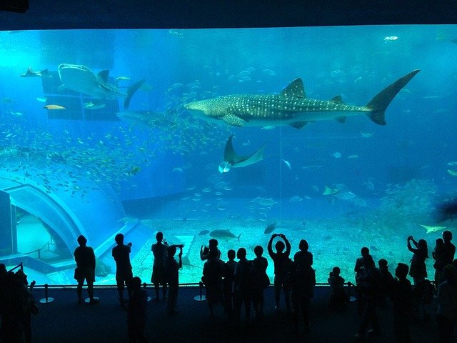 žraloci v akváriu