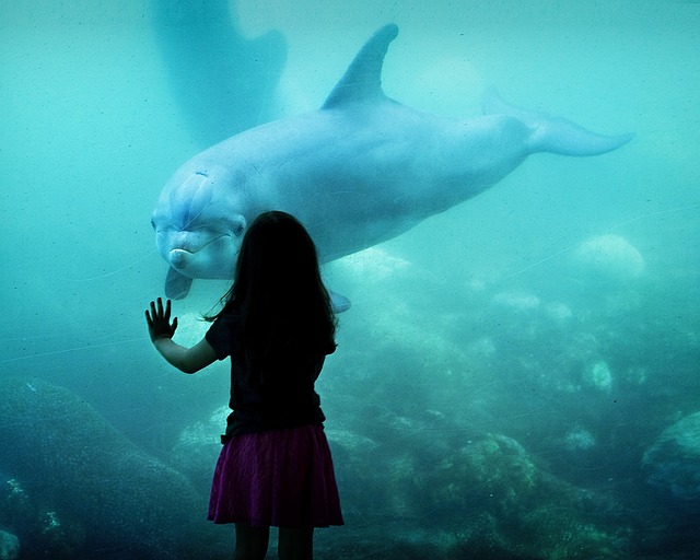 delfín s holčičkou