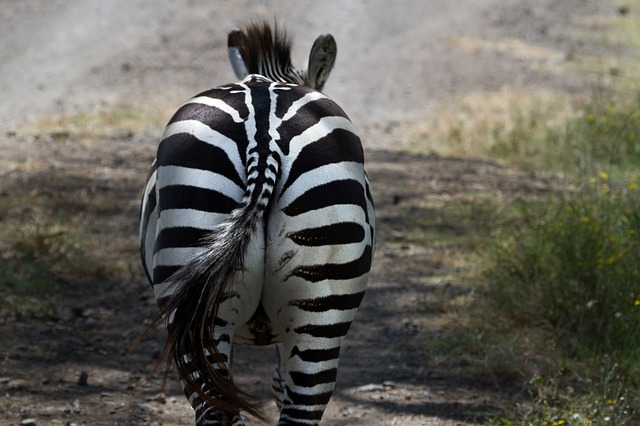 zadek zebry
