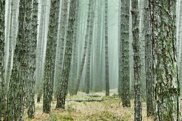 stromy v lese - kmeny